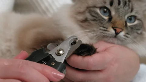 Pet care. Claw cut Stock Footage 127549488