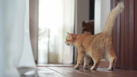 Pet care concept with british cat relax and sleep in living room Stock Footage 275245053