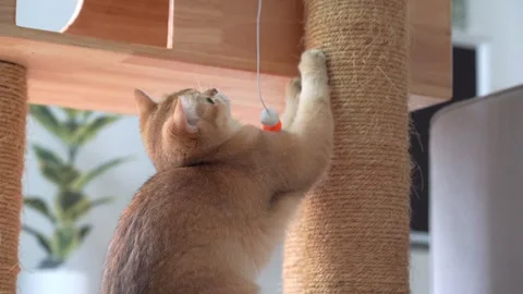 Pet care concept with british cat relax and play in living room Stock Footage 276155147