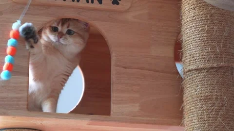 Pet care concept with british cat relax and play in living room Stock Footage 276477968