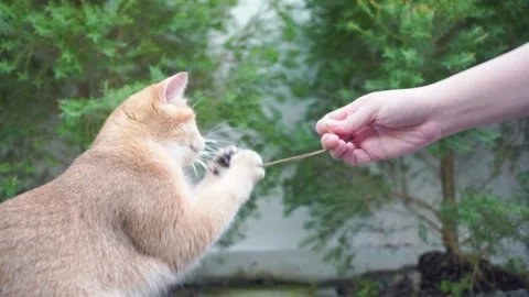 Pet care concept with british cat relax and play with owner in garden Stock Footage 283530965