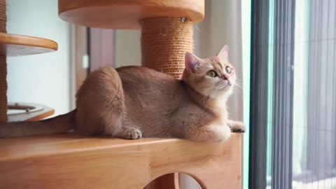 Pet care concept with british cat relax and play in living room Stock Footage 283530968