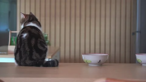 Pet care concept with british cat wait owner prepare food in living room Stock Footage 288304261