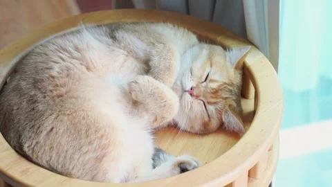 Pet care concept with british cat sleep in living room Stock Footage 302155248