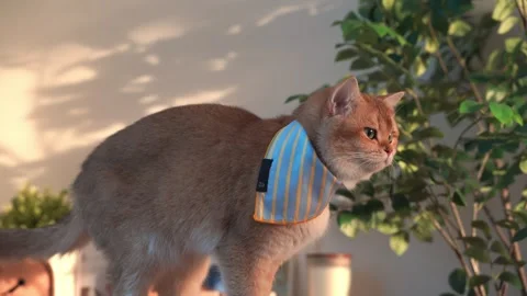 Pet care concept with british cat relax and play in living room Stock Footage 303471604