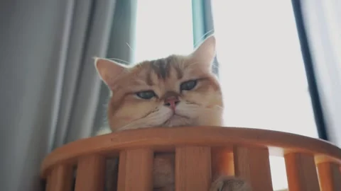Pet care concept with cat play in living room Stock Footage 308438017