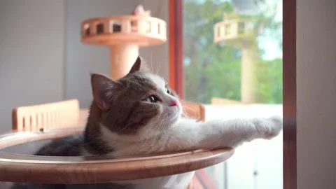 Pet care concept with play and happy feeling with scottish cat in living room Stock Footage 282006035