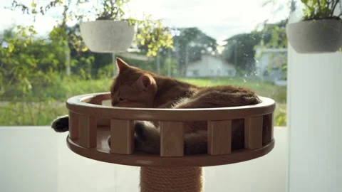 Pet care concept with play and happy feeling with british cat in living room Stock Footage 282006036