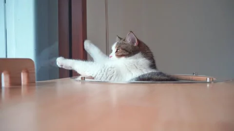 Pet care concept with play and happy feeling with scottish cat in living room Stock Footage 282006037