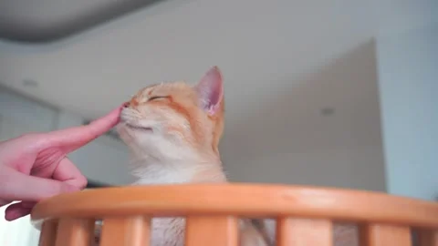 Pet care concept with play and happy feeling with british cat in living room Stock Footage 282863751