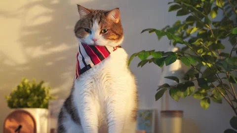 Pet care concept with play and happy feeling with scottish cat in living room Stock Footage 302155751