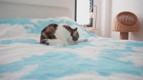 Pet care concept with play and happy feeling with scottish cat in bedroom Stock Footage 305143053