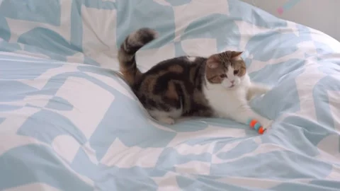 Pet care concept with scottish  cat relax and play in living room Stock Footage 276155148