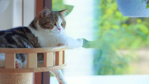 Pet care concept with scottish  cat relax and play in living room Stock Footage 276155336