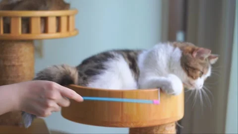 Pet care concept with scottish cat relax and play in living room Stock Footage 276477971