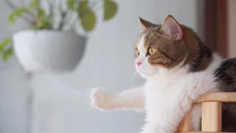 Pet care concept with scottish cat relax and play in living room Stock Footage 276642880