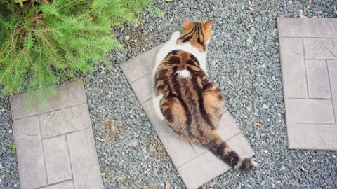 Pet care concept with scottish cat play and happy feeling in garden Stock Footage 283530973