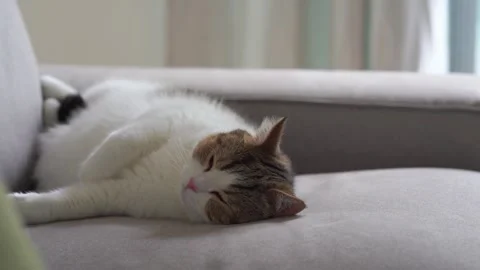 Pet care concept with scottish cat sleep on sofa in living room Stock Footage 291787768