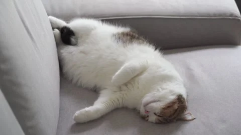 Pet care concept with scottish cat sleep on sofa in living room Stock Footage 291787779