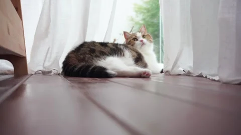 Pet care concept with scottish cat relax and sleep in living room Stock Footage 294504559