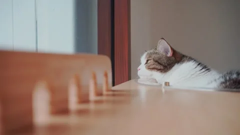 Pet care concept with scottish cat relax and sleep in living room Stock Footage 295753953