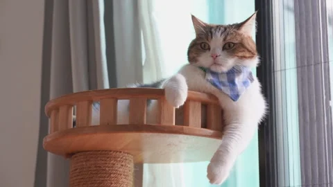 Pet care concept with scottish cat play in living room Stock Footage 302155228