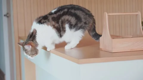 Pet care concept with scottish cat relax and play in living room Stock Footage 308996873