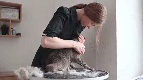 Pet care routine includes thorough brushing to limit hair dispersion. Grooming Stock Footage 305646844