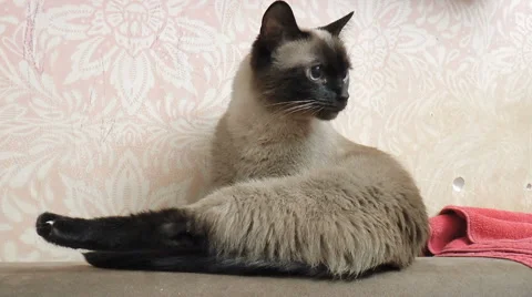 Pet. Cat. Beautiful Siamese cat licks on the couch Stock Footage 68265327