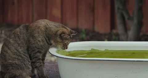 Pet cat drinking water from an old sink outside Stock Footage 297123868