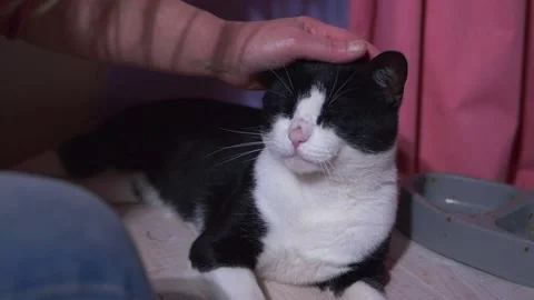 Pet cat enjoying affection from owner Stock Footage 161899629
