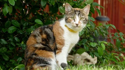 Pet cat facing camera. Video stock 77635534