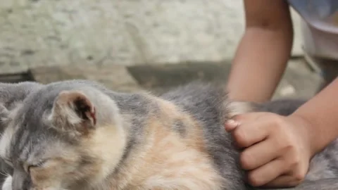 PET CAT Stock Footage 199958521