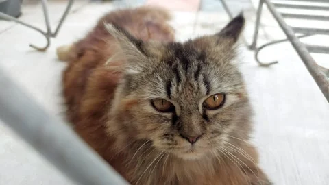 Pet cat Video stock 206668538