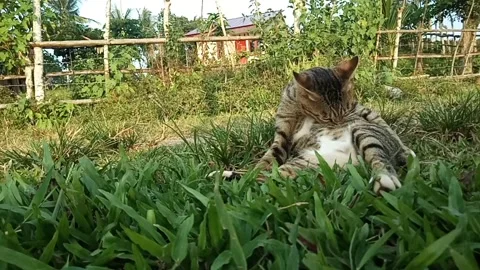Pet Cat Видео 211356408