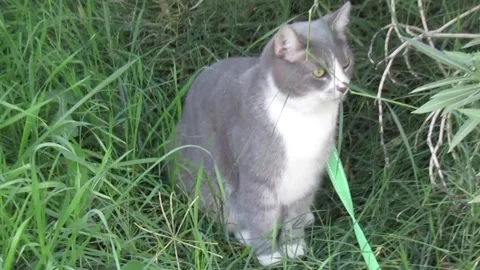 Pet Cat Stock Footage 336532519