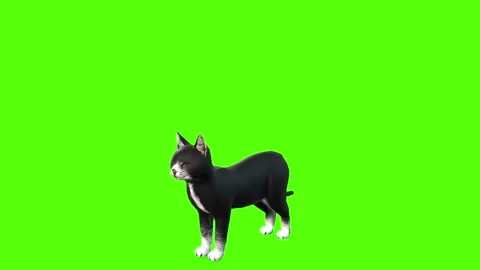 Pet Cat Kiss Green Screen Animation and ... | Stock Video | Pond5