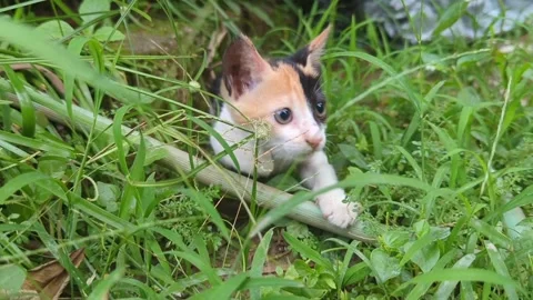 A pet cat kitten pouncing and attacking the camera Stock Footage 257872975