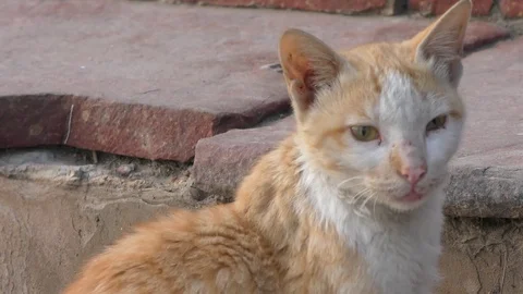 A pet cat looks at the camera in the direction Video stock 126768382