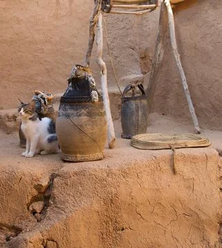 Pet, cat Morocco Stock Photos