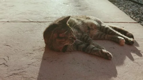 Pet cat outside at sunset on concrete Stock Footage 281690465