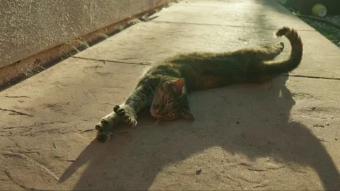 Pet cat outside at sunset on concrete Stock Footage 281690475