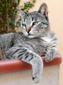 Pet cat Stock Photos