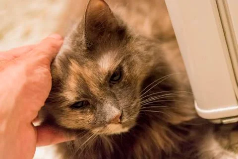 Pet the cat Stock Photos