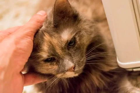 Pet the cat Stock Photos