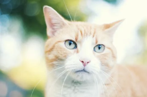 Pet Cat Stock Photos