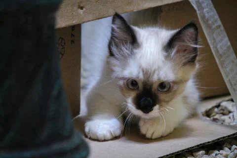 Pet Cat 스톡 사진