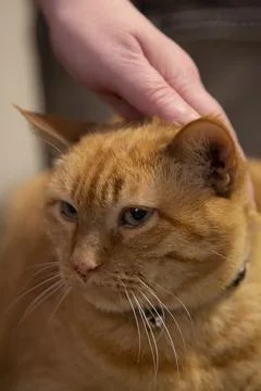 Pet Cat Stock Photos