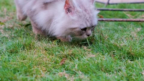 Pet cat playing on grass, close up video of pet cat, Active cats 스톡 동영상 249519114