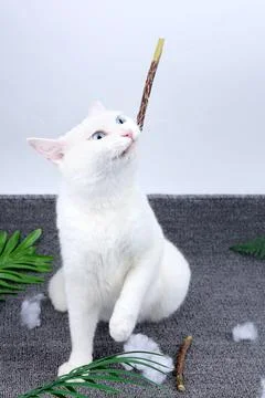 The pet cat plays with a teasing cat stick Stock Photos